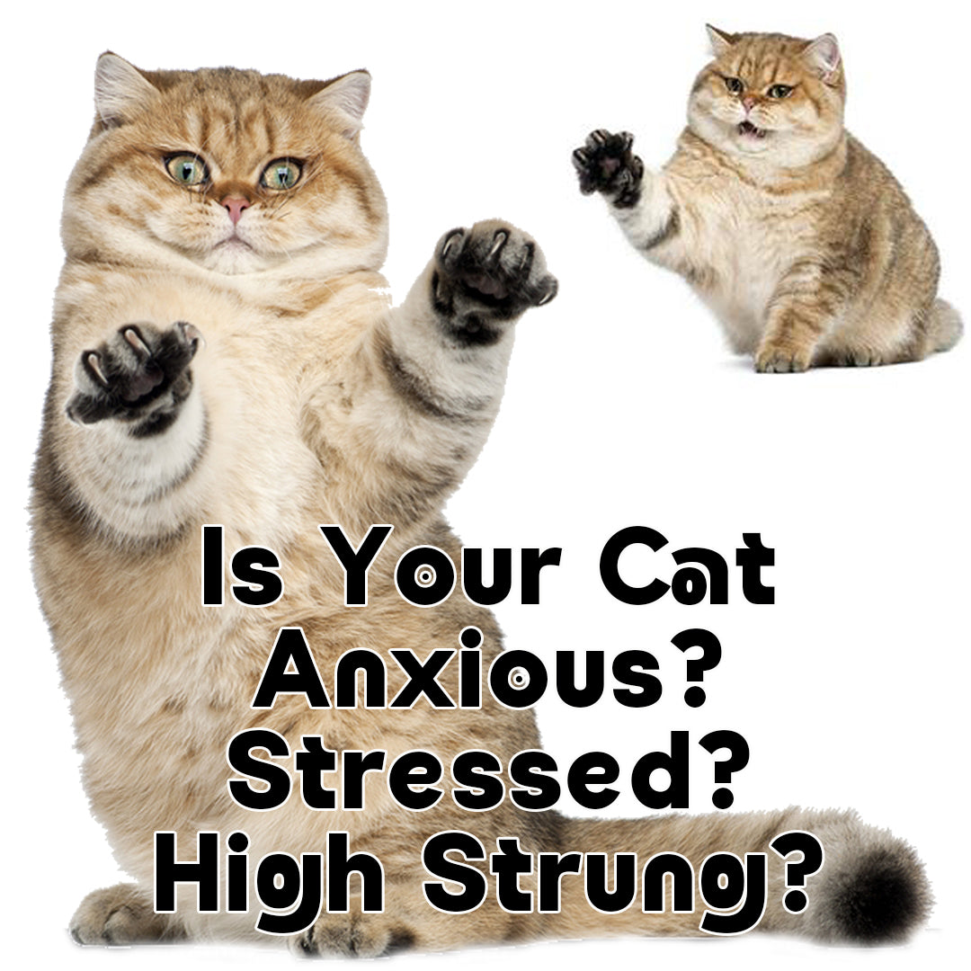 cat anxiety