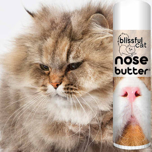 cat nose is dry and rough