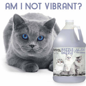 shampoo for grey cats